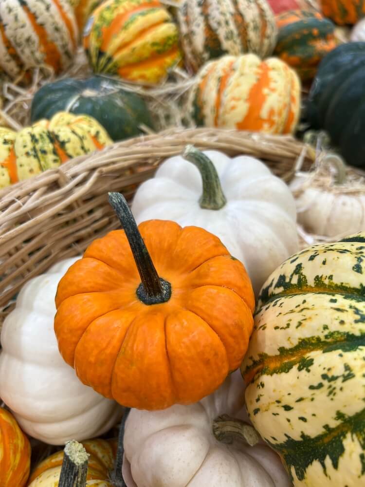 Beautiful pumpkins with fancy colors and designs in storage.