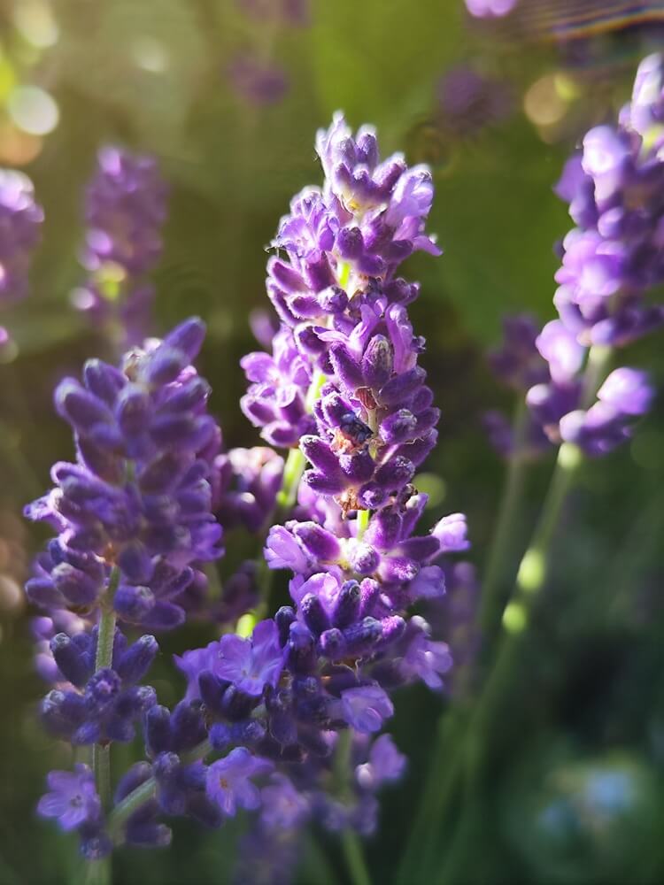Beautiful purple lavender flowers blooming on a sunny day.