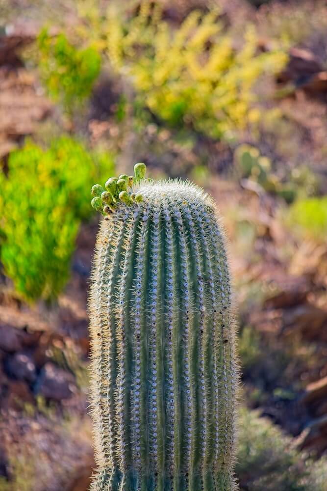 Beautiful saguaro cactus almost ready to bloom in an Arizonan garden.