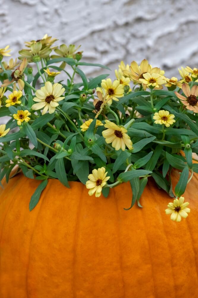Beautiful yellow creeping zinnia flowers growing in a pumpkin planter.
