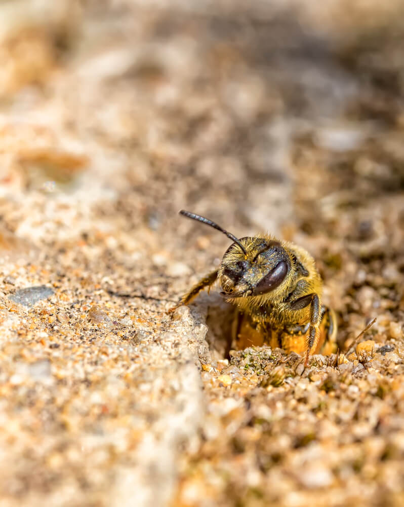Bee burrowing into the loose sandy soil.