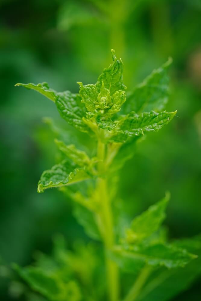 Bright green mint leaves growing in the garden.