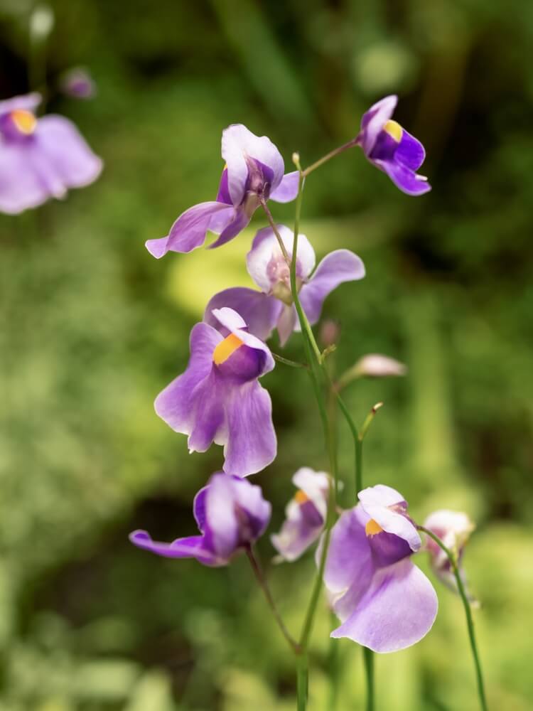 Bright purple and gorgeous flowers of utricularia aka the bladderwort.
