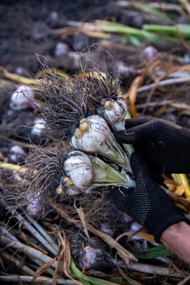 Carefully harvesting many garlic bulbs from the garden.
