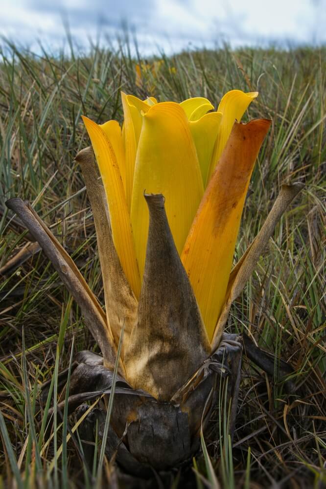 Carnivorous bromeliad Brocchinia reducta plant with big yellow pitcher.
