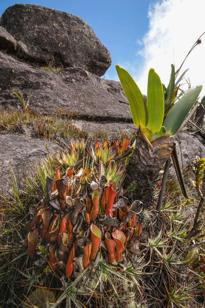 Carnivorous pitcher plants Heliamphora nutans growing with Stegolepis plants.