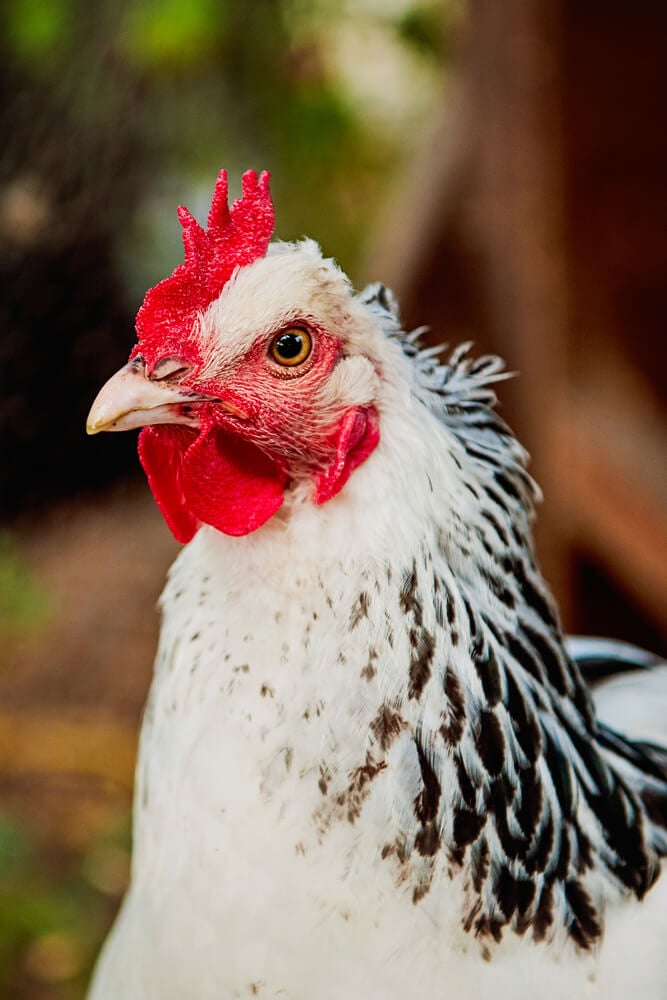 Close up of a lovely free range Delaware chicken on a small farm.