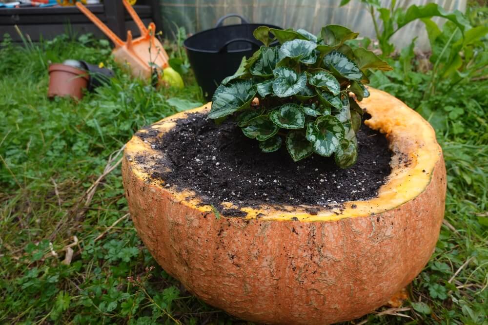Cyclamen growing in a lovely pumpkin planter for sustainable gardening.