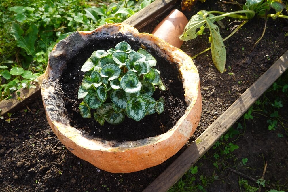 Cyclamen plant growing in a lovely pumpkin planter.