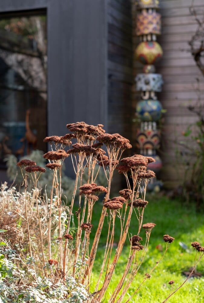 Dead sedum flowers in a fall garden.
