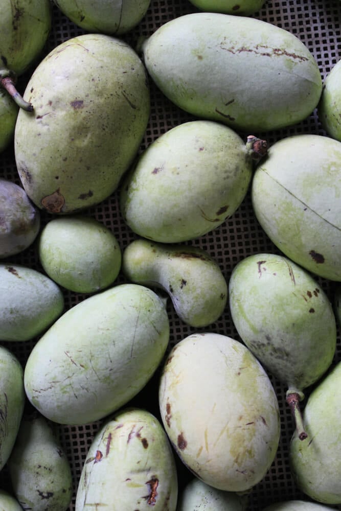 Delicious pawpaw fruits harvested from a Pennsylvanian farm.