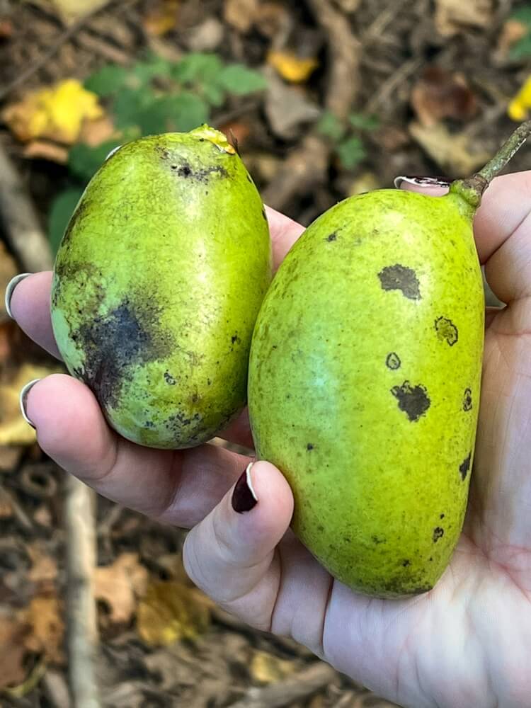 Delicious pawpaw fruits harvested from the food forest garden.
