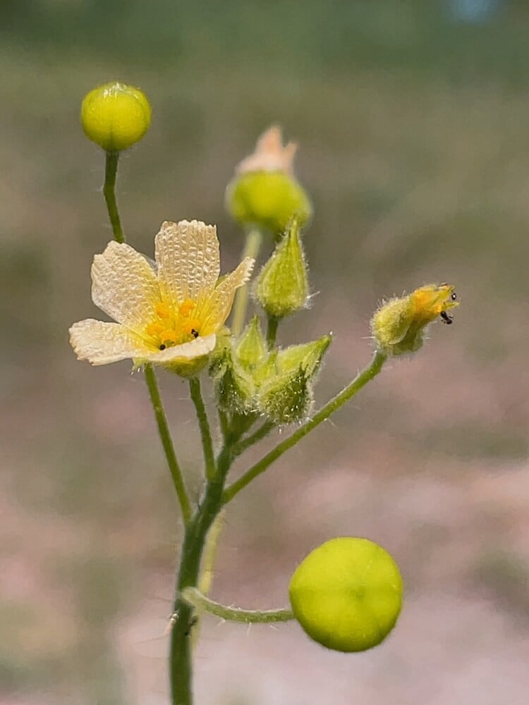 Drosophyllum Lusitanicum is a hungry carnivorous plant that catches bugs with sticky leaves.