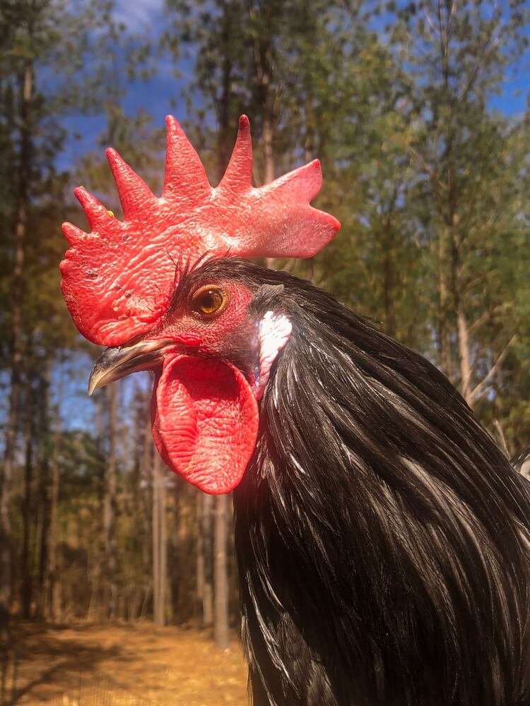 Epic profile portrait of a lovely Blue Andalusian rooster.