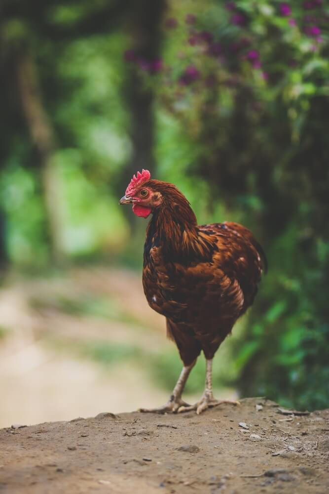 Epic regal Red Buff Orpington rooster strutting its stuff and exploring on the farm.
