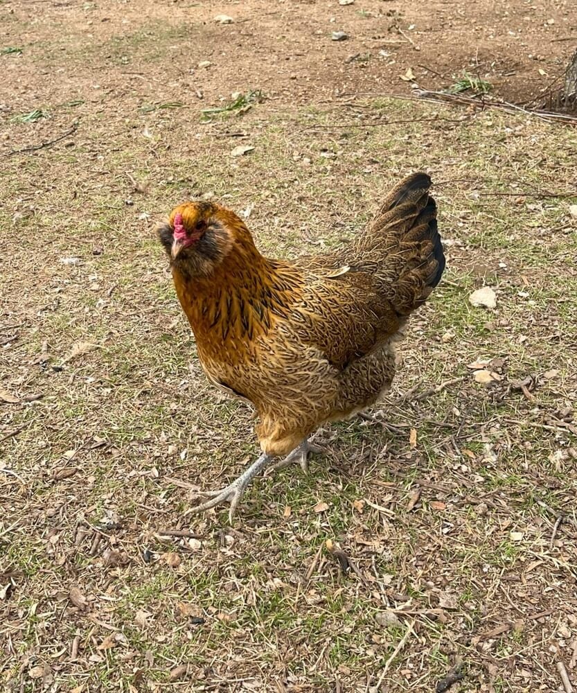 Fancy Easter Egger chicken with fancy feathers grazing in the field.