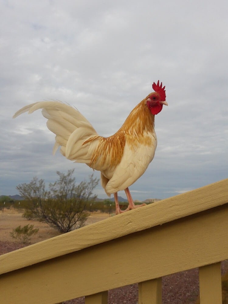 Fancy light brown old English game bantam rooster perching on fence.