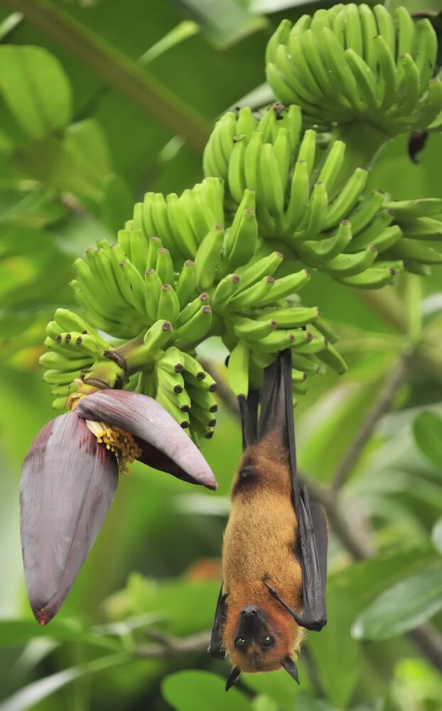 Fruit bat Pteropus giganteus visiting a banana tree.