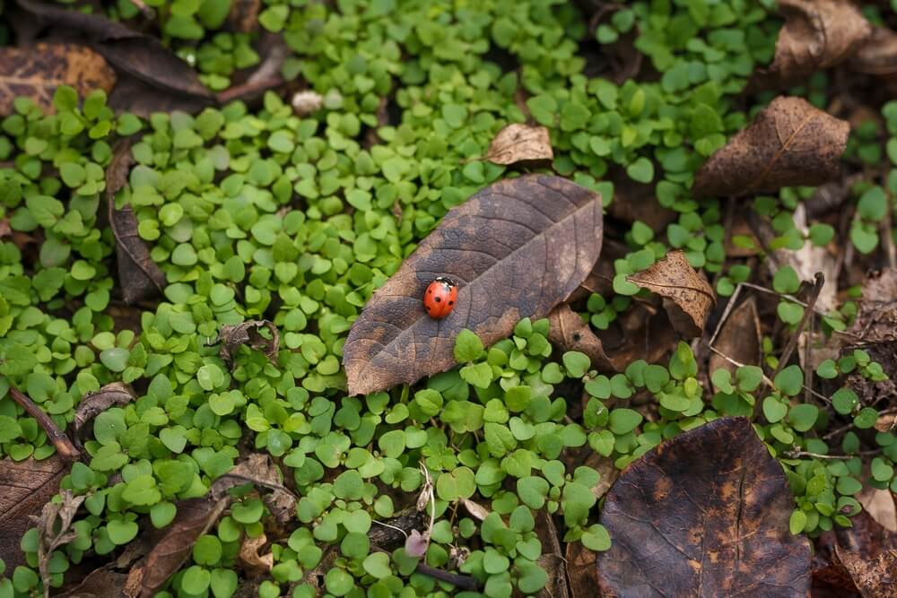 Gorgeous fall foliage with a lovely red ladybug.