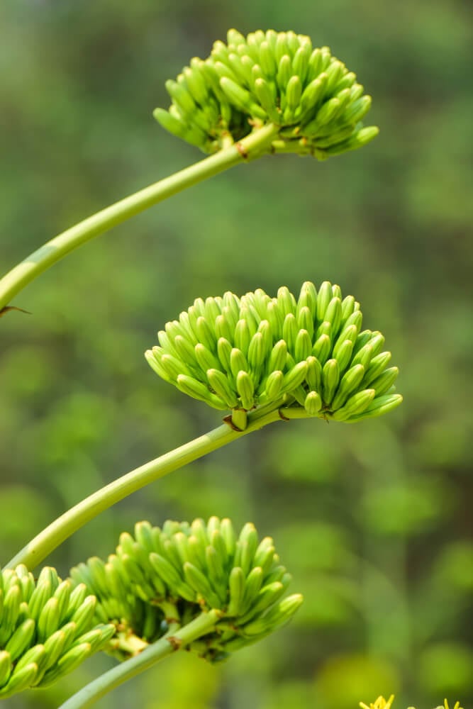 Gorgeous greenish or yellowish agave plant.