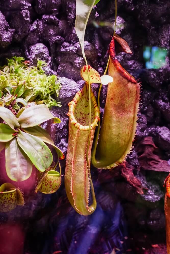 Gorgeous long pot nepenthes carnivorous plant in glass cabinet.