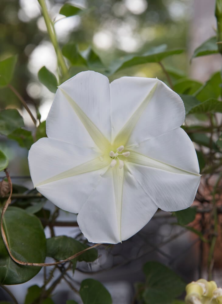Gorgeous moonflower with epic white petals.