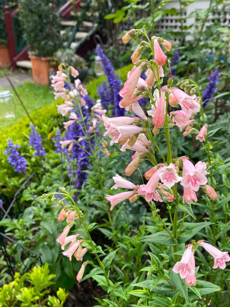 Gorgeous penstemon and salvia flowers growing in a cottage garden.