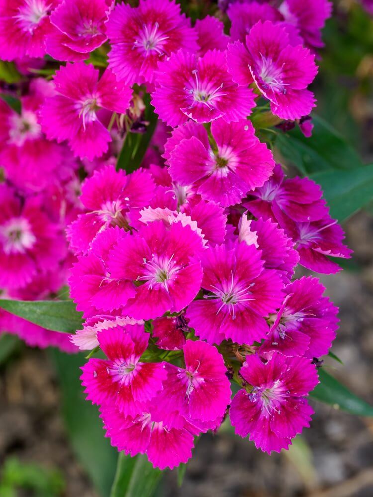 Gorgeous pink dianthus flowers growing outdoors.