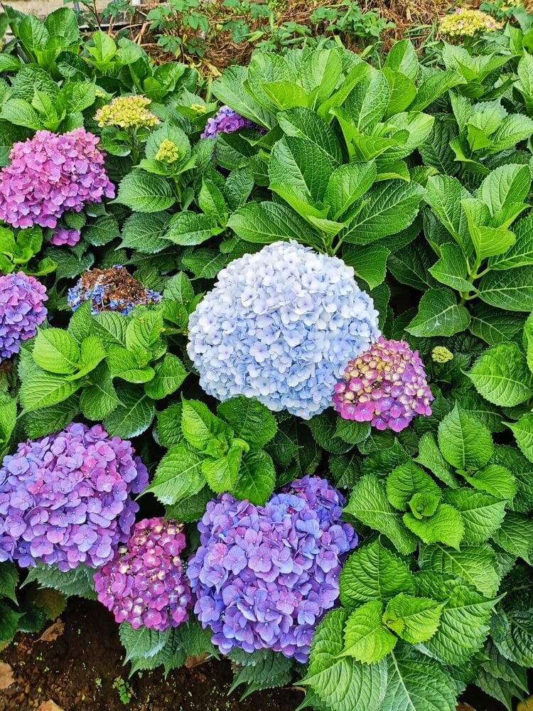Gorgeous pinkish and purplish hydrangea flowers growing in the garden.