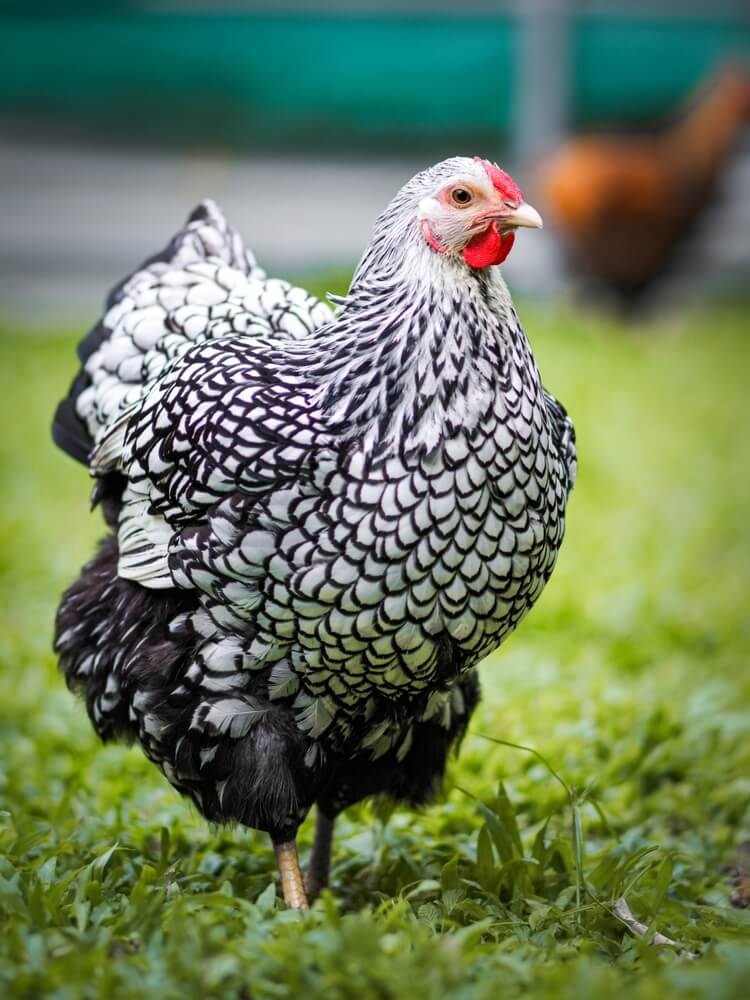 Gorgeous silver laced Wyandotte chicken foraging in the backyard garden.