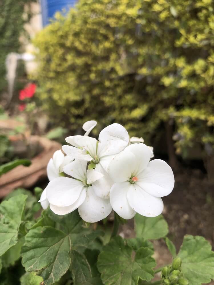 Gorgeous white geranium flower blooming on a sunny day.