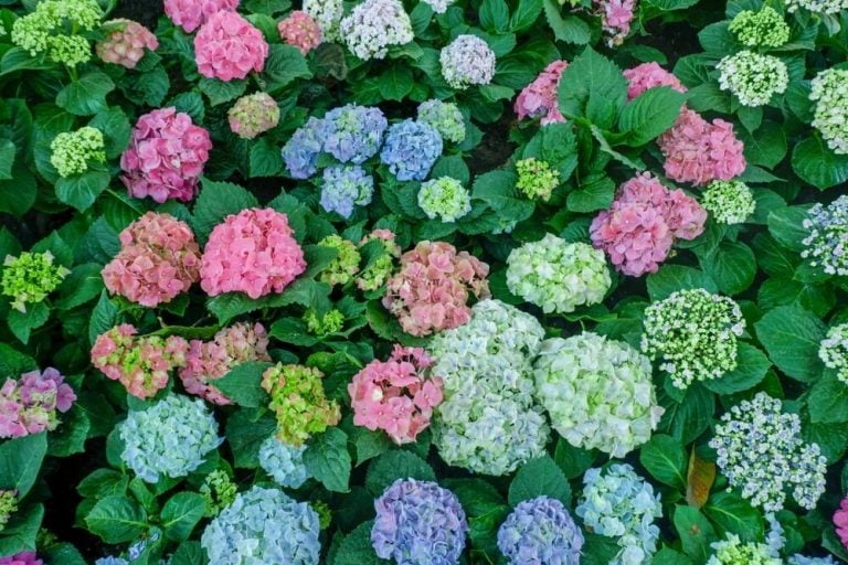 Gorgeously colorful hydrangea flowers with pink purple and blue blooms.