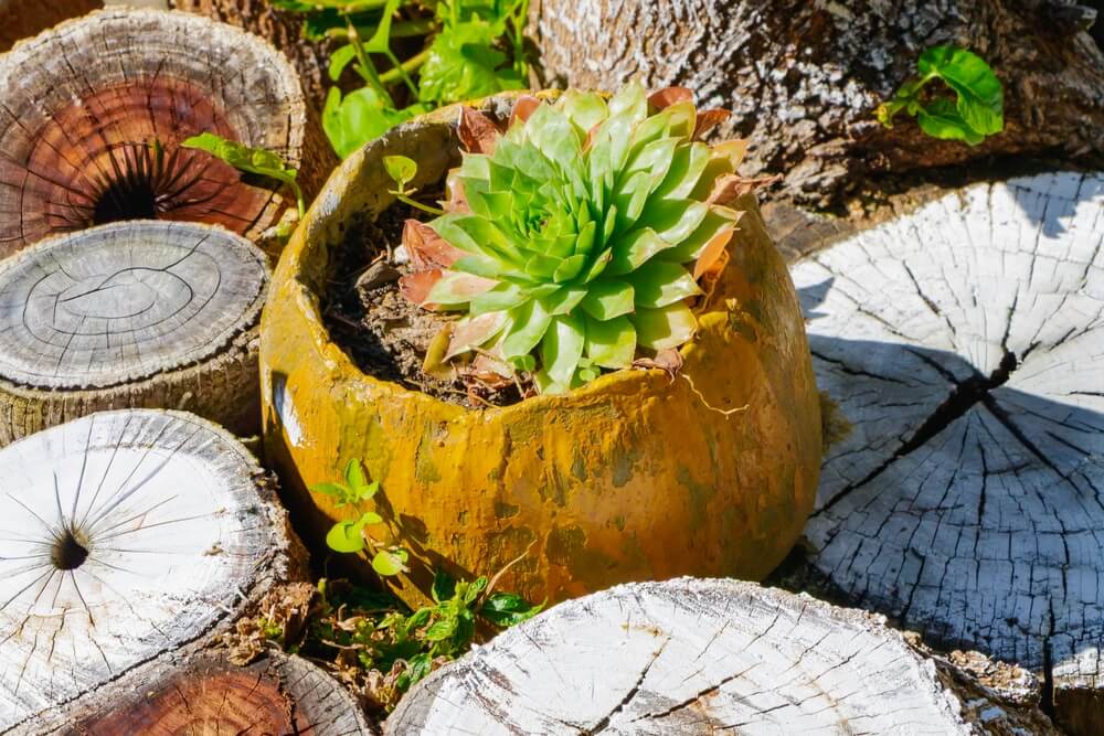 Green succulent growing in a lovely pumpkin pot planter.