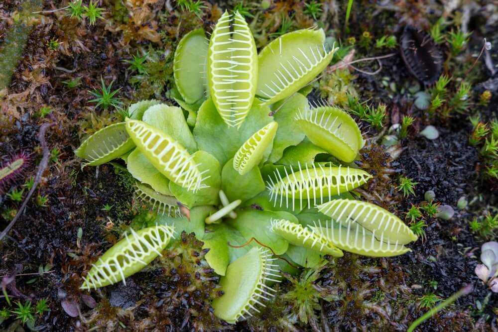 Healthy green Venus flytrap plant waiting for bugs to eat.
