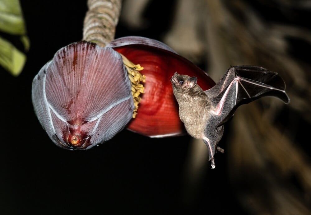 Hungry bat visiting a banana flower.