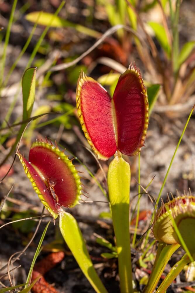 Hungry Venus flytrap plant seemingly poised and ready to strike.