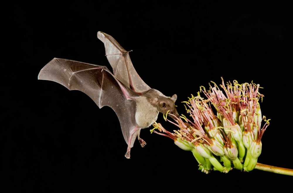Lesser long nosed bat also known as a Leptonycteris curasoae visiting a agave plant at night.