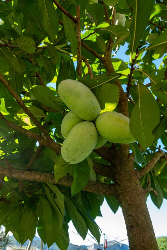 Lovely American pawpaw tree with thick heavy fruit.