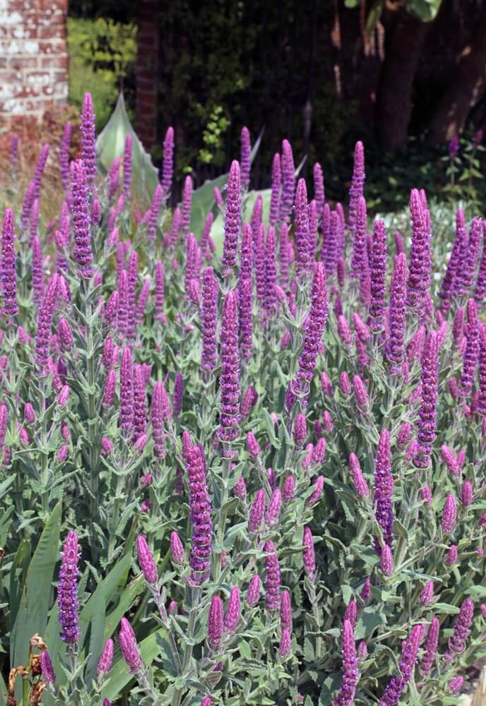 Lovely bed of tuberous catmint flowers growing in Kent, England.