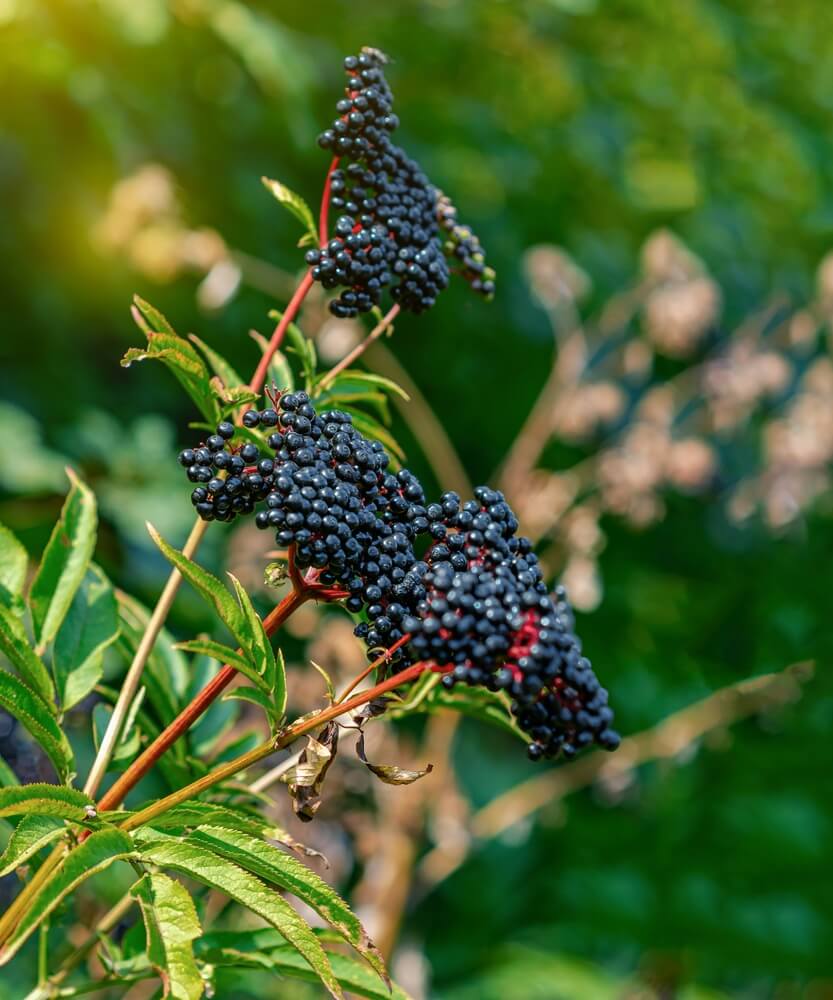 Lovely black elderberries with ripening fruits.