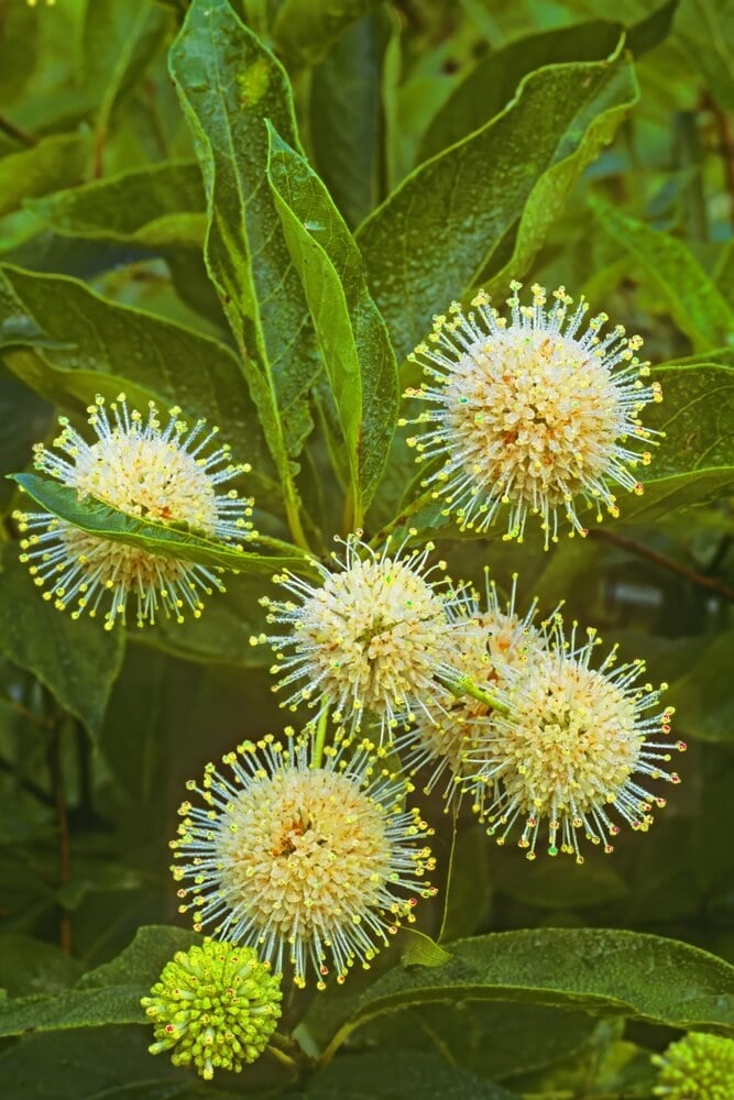 Lovely buttonbush or Cephalanthus occidentalis growing in wooded wetlands.