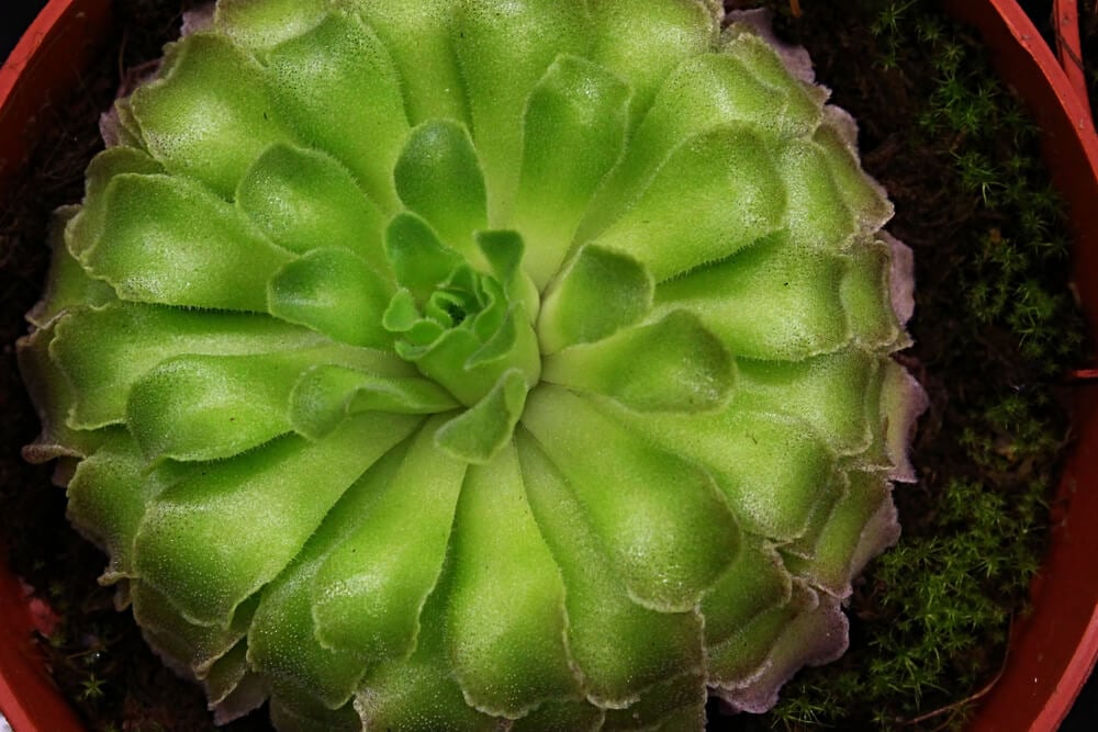 Lovely circular shaped leafage of corkscrew or Genlisea a carnivorous plant.