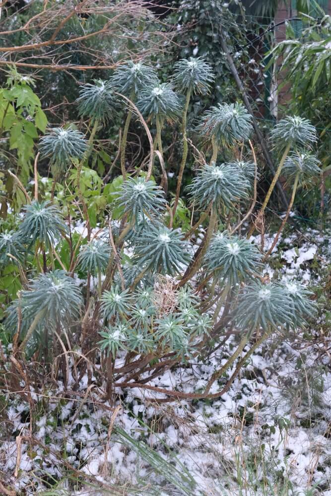 Lovely euphorbia plant covered with snow in a flowerbed.