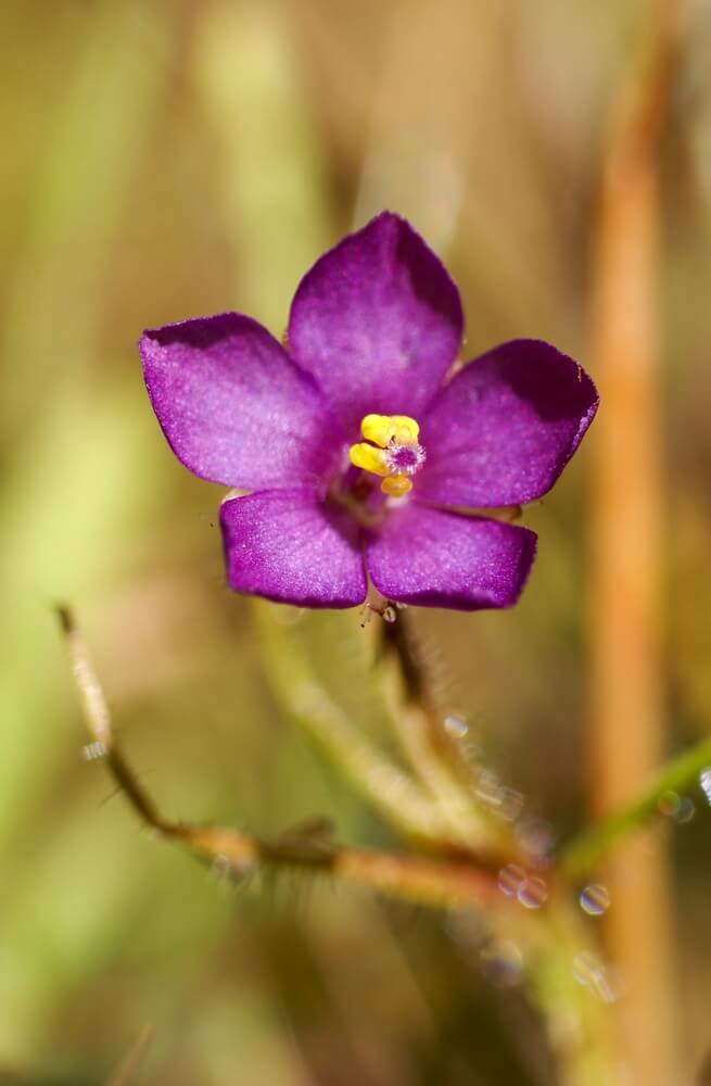 Lovely flower of carnivorous rainbow plant also known as Byblis aquatica.
