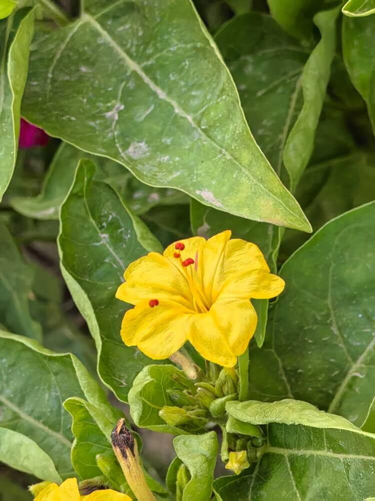 Lovely four o'clock flower with lovely yellow flowers.