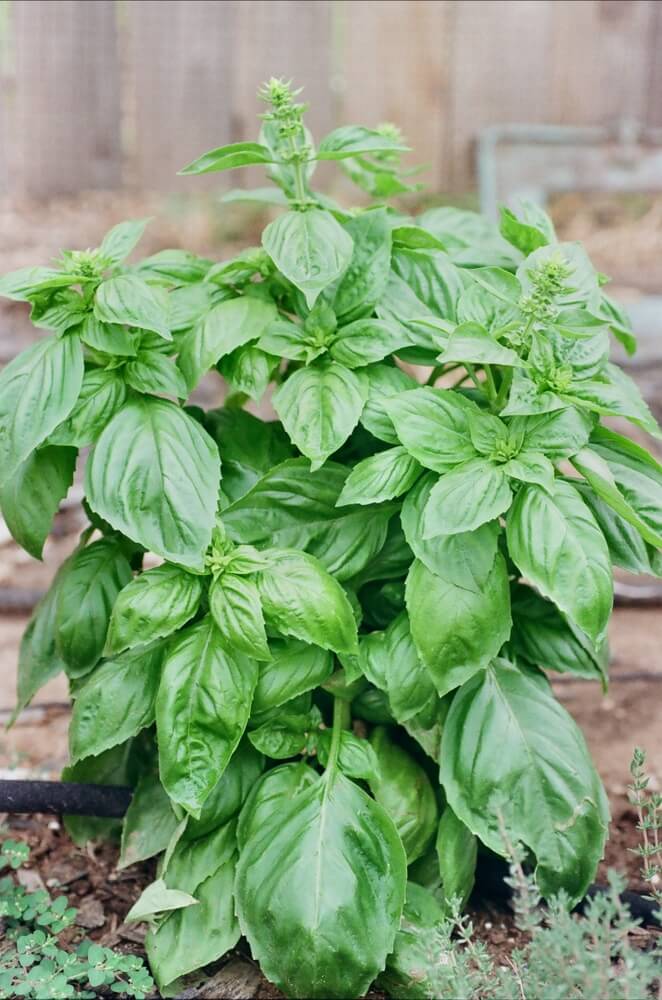 Lovely large leaf basil growing in the garden.