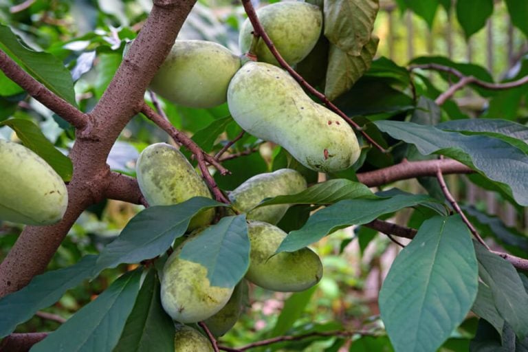 Lovely pawpaw fruits growing on the tree.