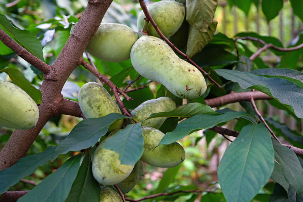 Lovely pawpaw fruits growing on the tree.