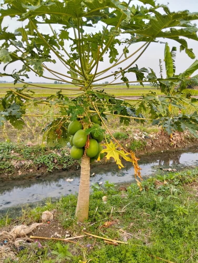 Lovely pawpaw tree growing on a sunny day with some small pawpaw fruits.