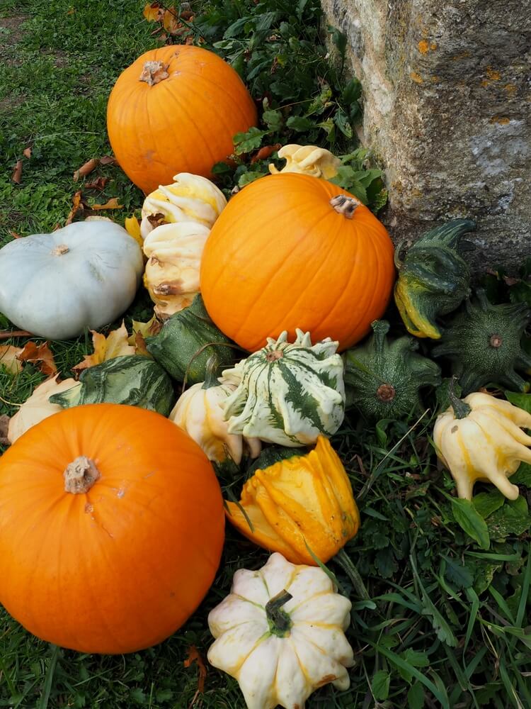 Lovely pumpkins and gourds harvested from the fall garden.